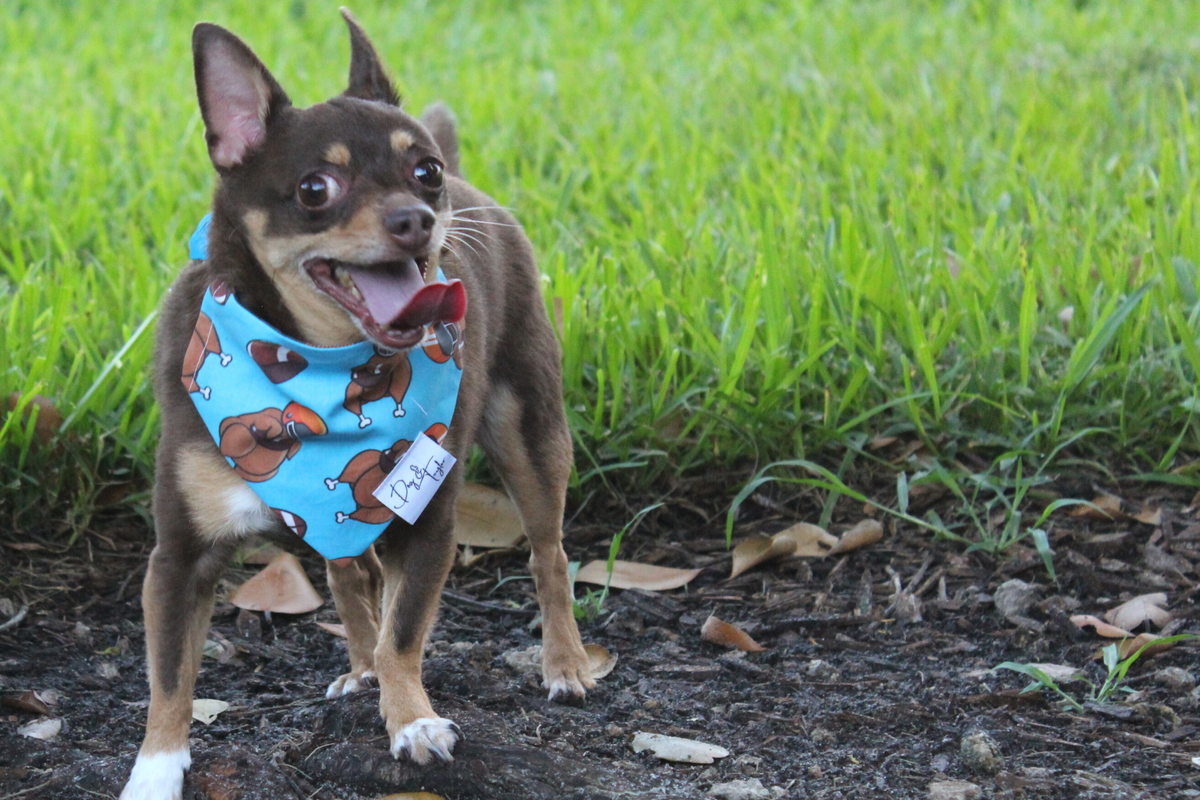 Denver Broncos Pet Bandana Collar 