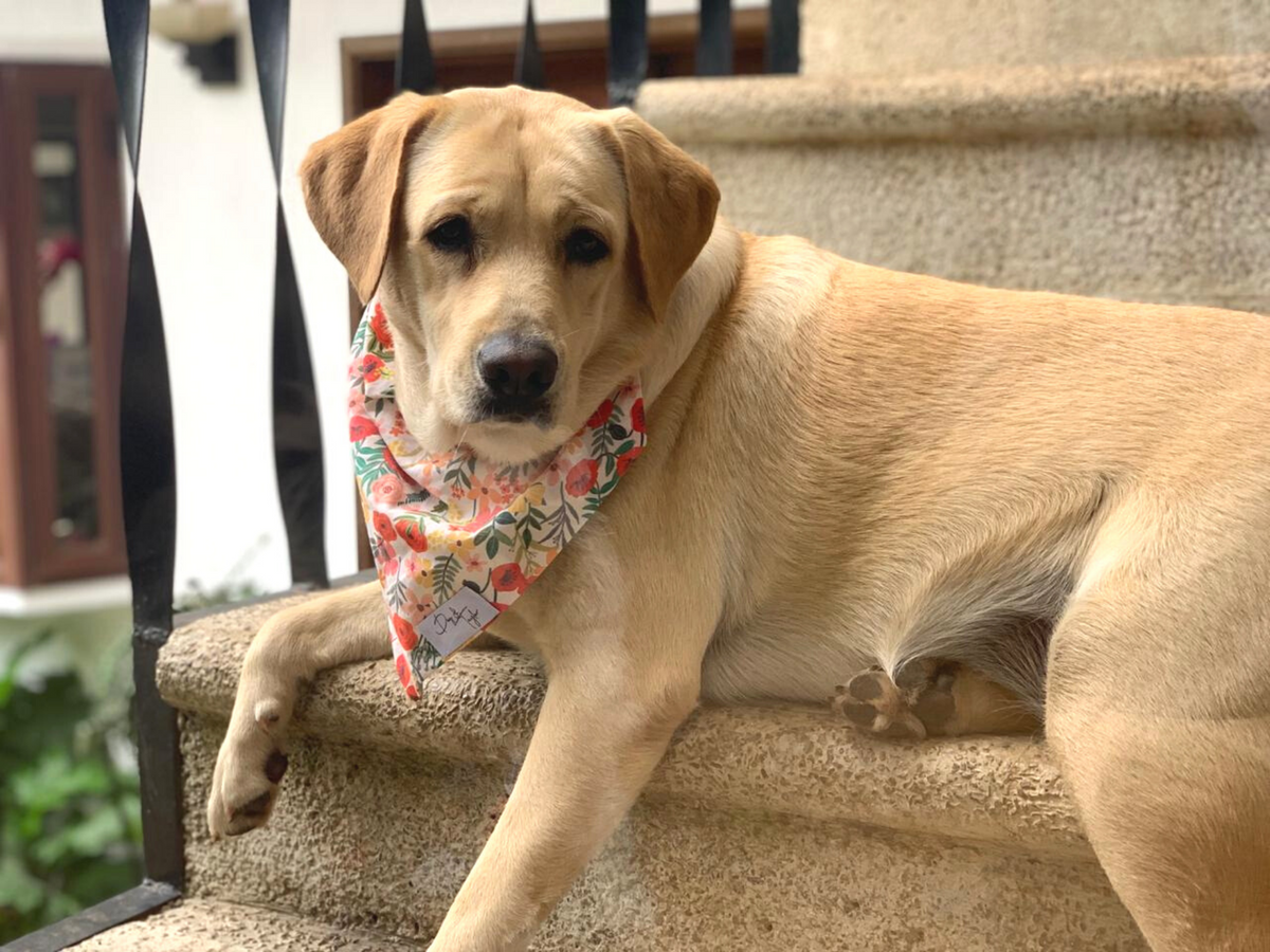 Poppy online dog bandana