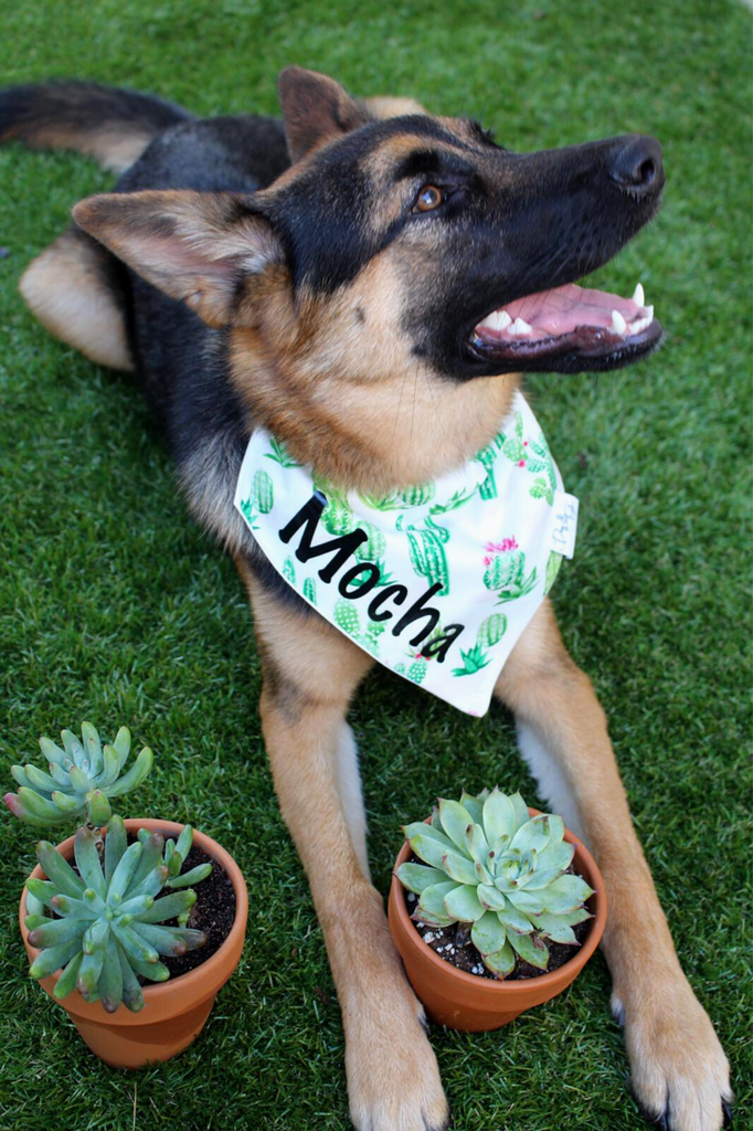 Cactus Bandana DOG TAYLOR