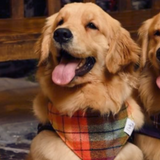 Campfire Plaid Dog Bandana