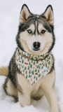 Ski Trip Dog Bandana | Winter Adventure Dog Scarf by Dog & Taylor®