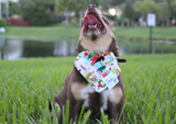 Christmas Shopping Dog Bandana – Santa & Family Fun | Dog & Taylor®