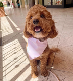 💕 Pretty in Pink Seersucker Dog Bandana | Dog and Taylor®