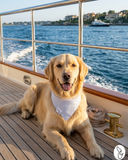 Preppy Light Blue Dog Bandana