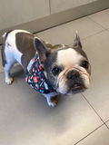 The Med Life Dog Bandana 3- Dog and Taylor - @dogandtaylor