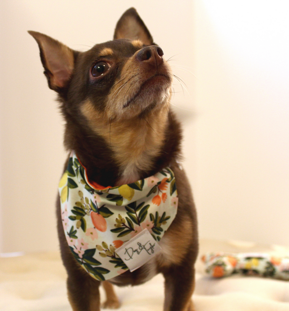 Lemon 2024 dog bandana