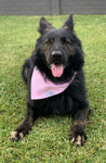 Pink Squares Over The Collar Dog Bandana 3- Dog & Taylor - @dogandtaylor