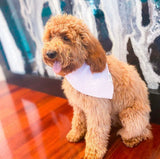 💕 Pretty in Pink Seersucker Dog Bandana | Dog and Taylor®