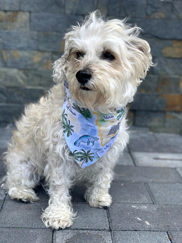 Florida gators dog deals bandana