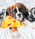 Zippy Paws Pizza Slice Nomz Nomz Dog Toy 4- Shop Dog and Taylor