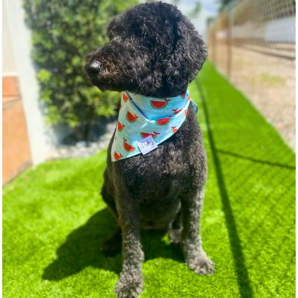 Happy Watermelon Fish tie on bandana Matching Scrunchie for Dog
